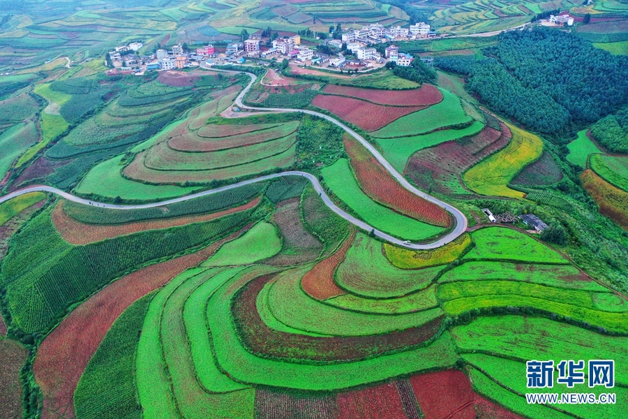 云南东川红土地披绿装