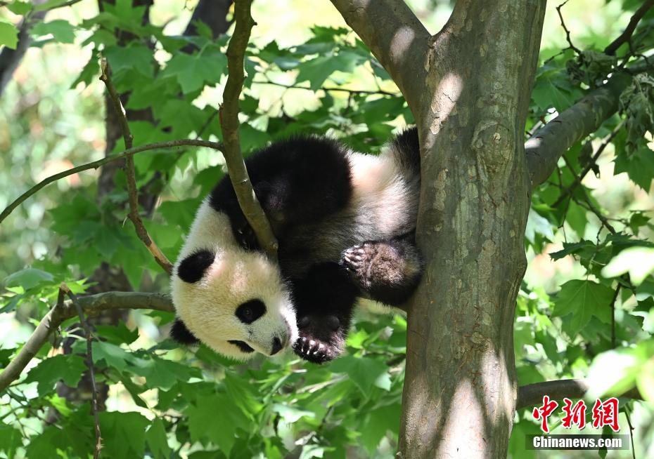 大熊猫树上卖萌憨态可掬