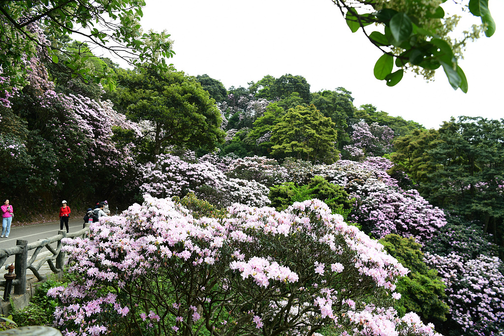 广东深圳梧桐山毛棉杜鹃花盛开