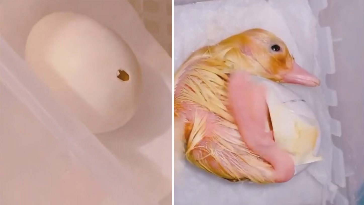 英国女子从百货公司买来鸭蛋一月后竟孵出小鸭