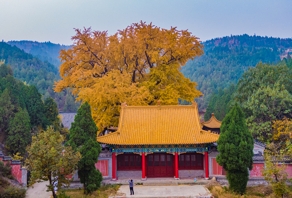 济南:淌豆寺千年古银杏树披金甲