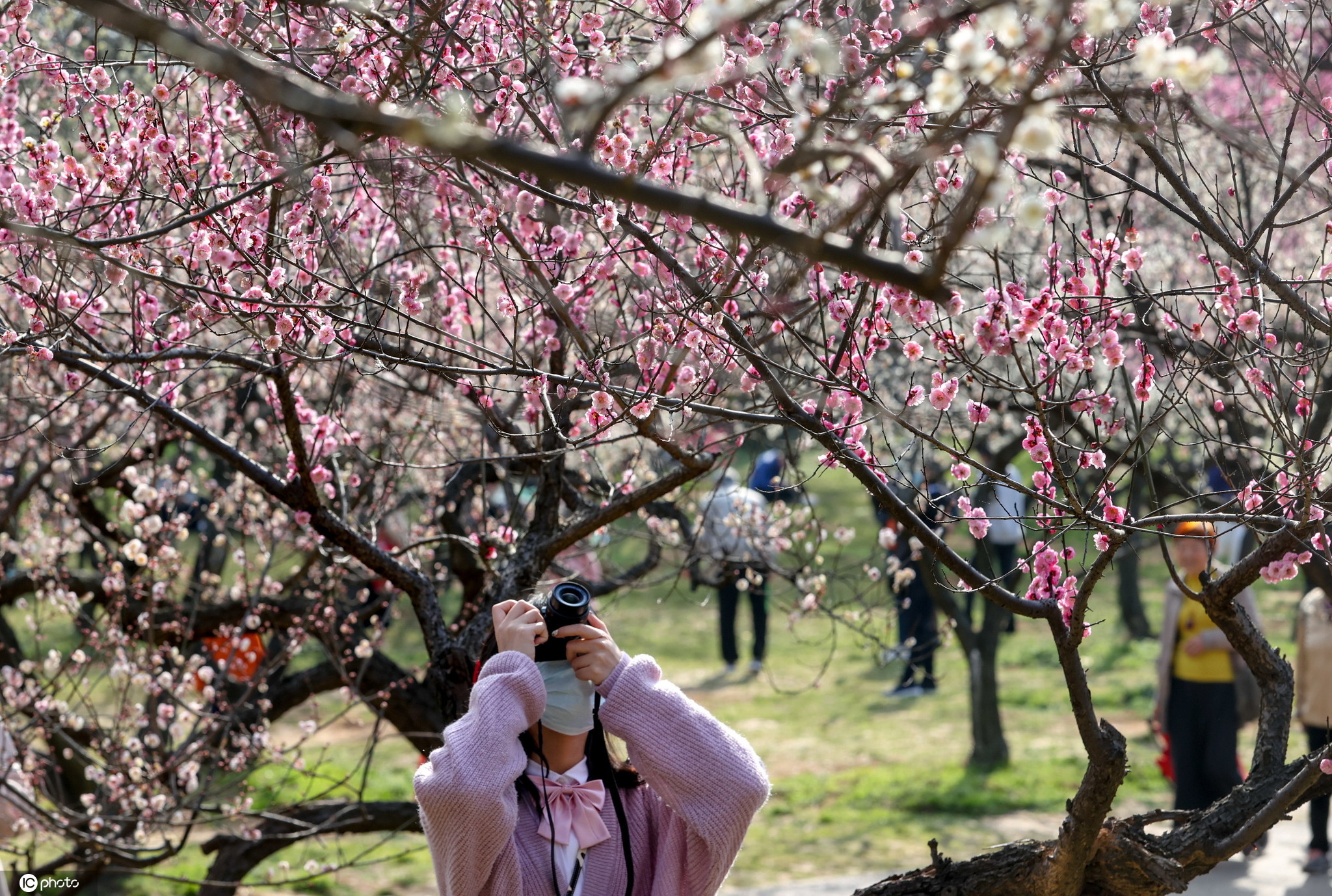 武汉东湖梅园里梅花盛放(图片来源:东方ic)