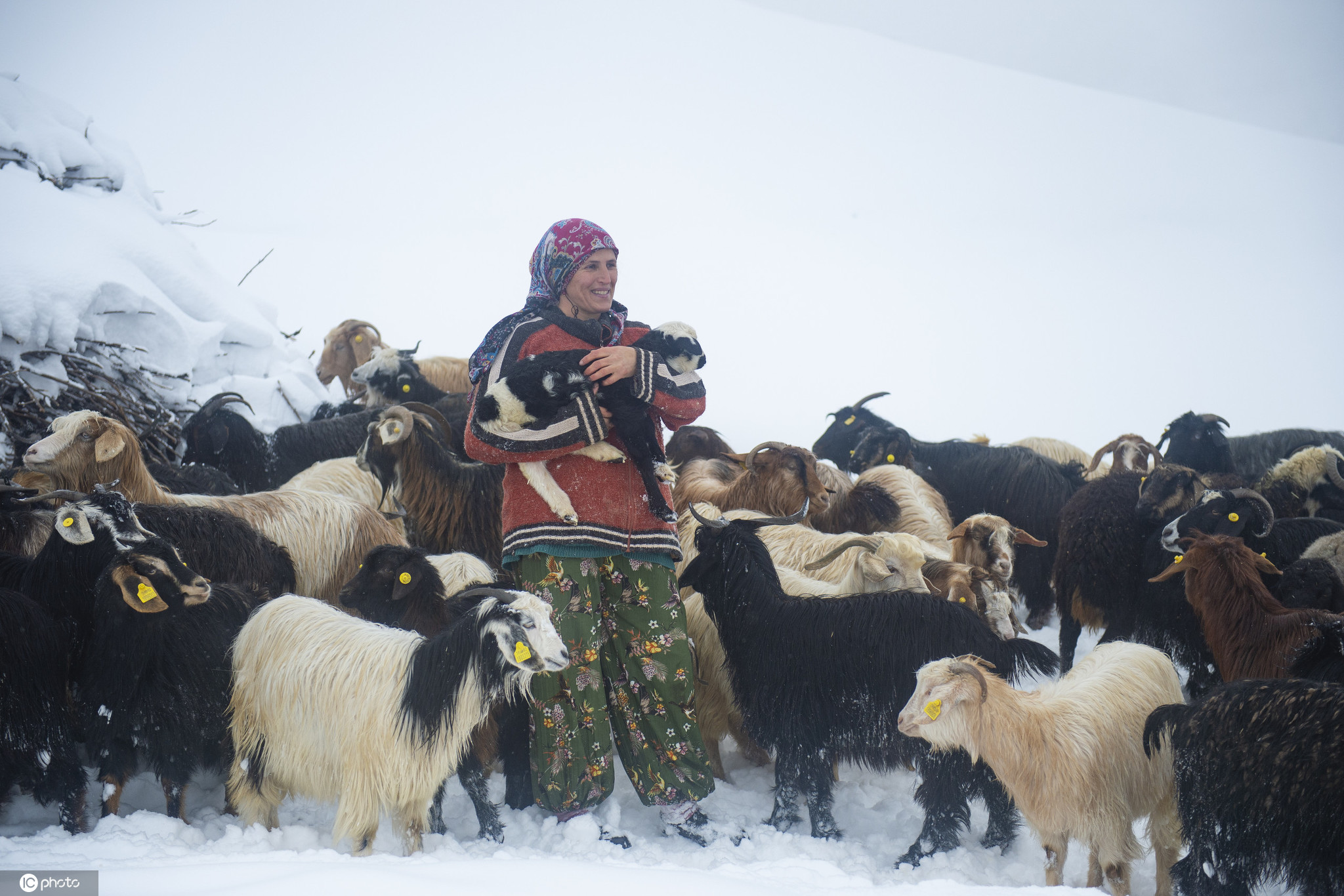 土耳其牧民雪中放牧成风景线 皑皑白雪宛如童话世界