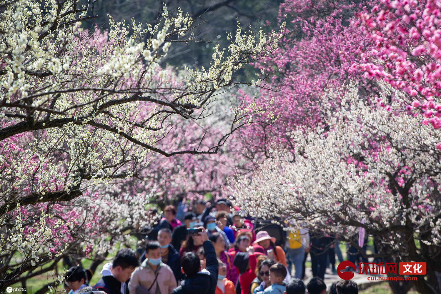 南京梅花山梅花盛开(图片来源:东方ic)