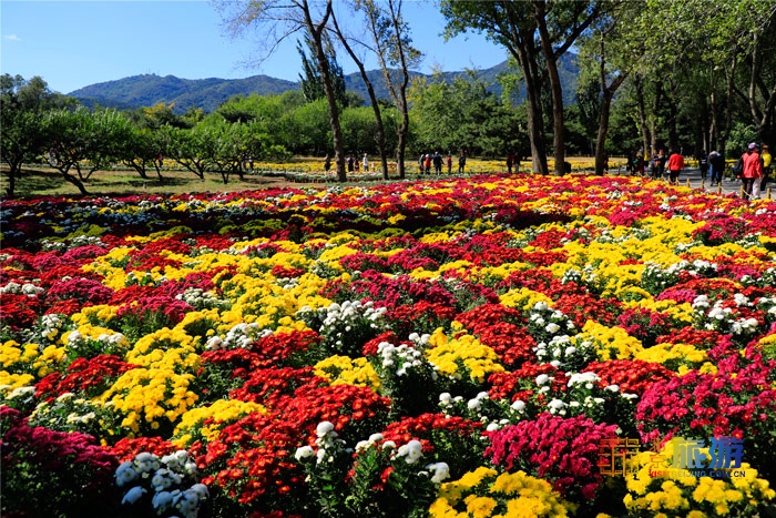 菊花花海