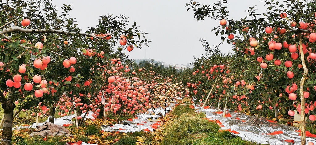 烟台苹果红