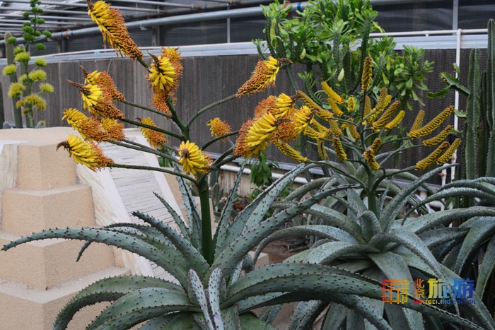 温室内鲜花盛开