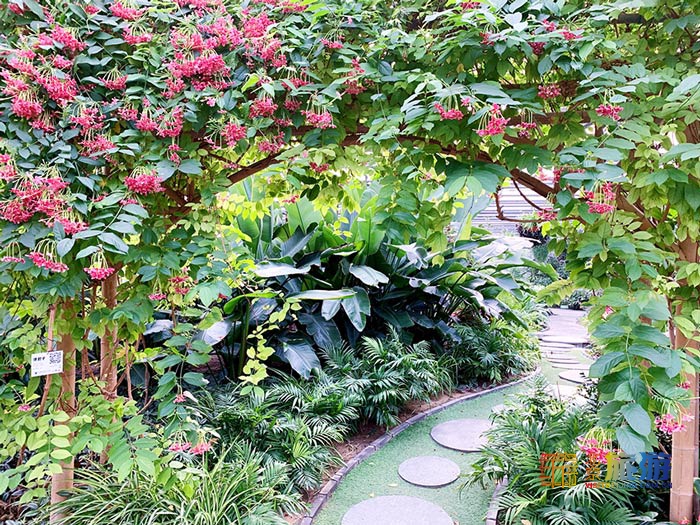 温室内鲜花盛开