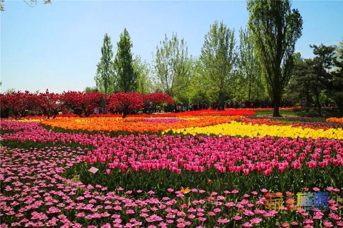 郁金香花海