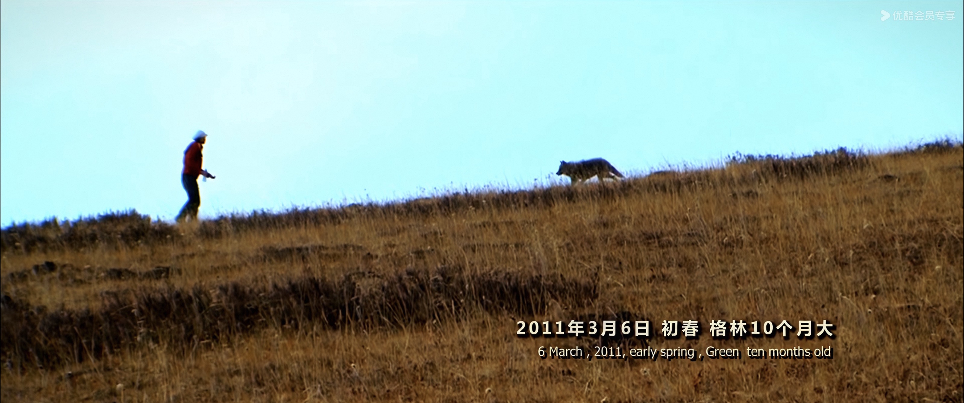 《重返·狼群》纪录片画面