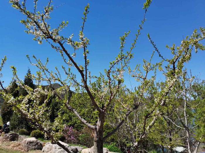 金海湖碧波花园岛