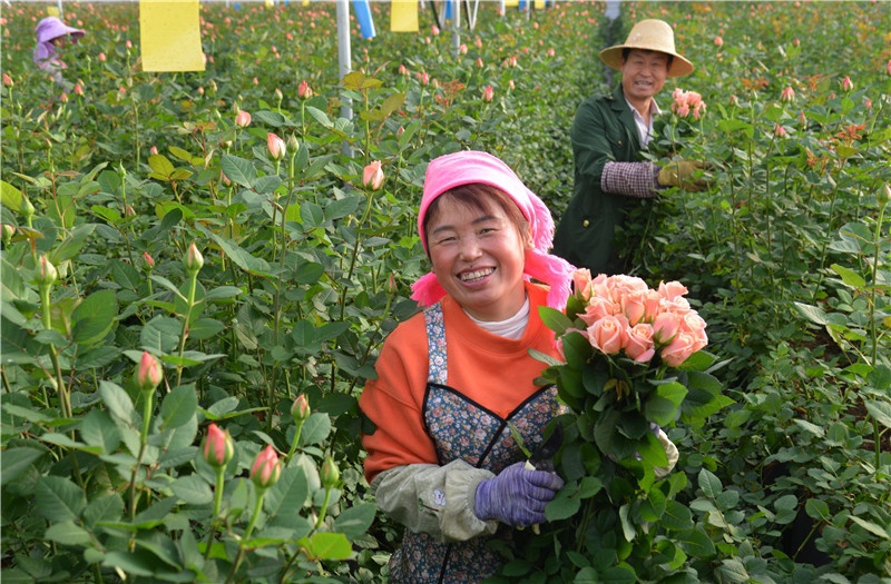 鲜花网上卖农民挣钱快