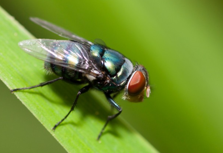 美媒披露最新研究目睹同伴死亡后果蝇身体衰老速度会加快