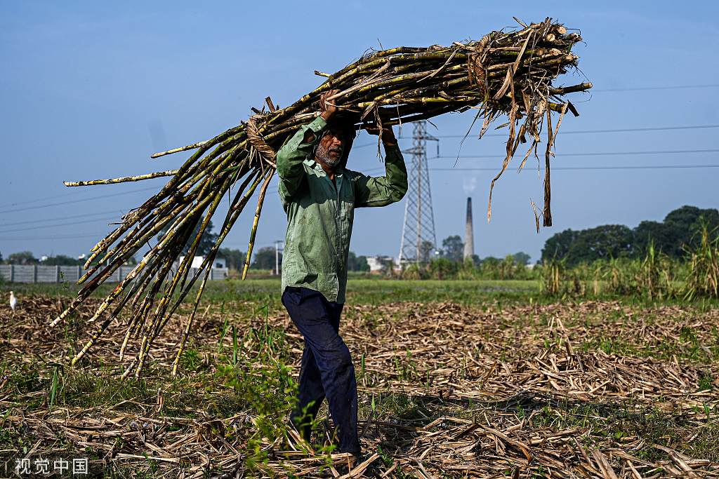 4月,印度北方邦农民搬运收割后的甘蔗.(视觉中国)