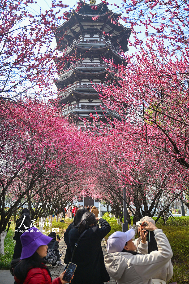 潮阳梅花湿地公园图片