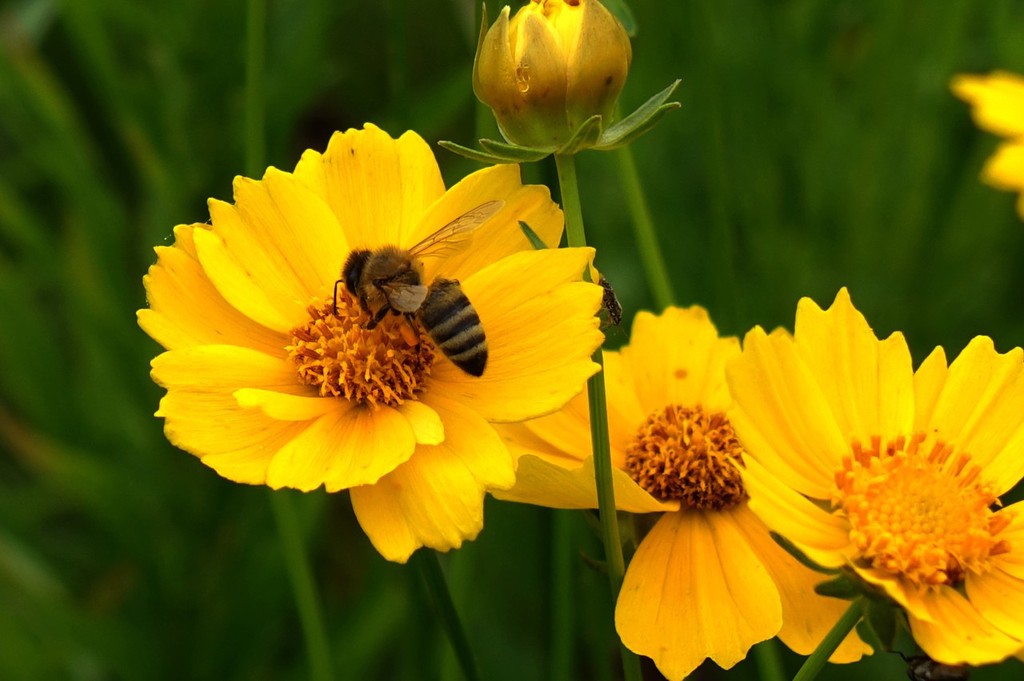 山东青岛盛夏时节蜜蜂花间飞舞采蜜忙