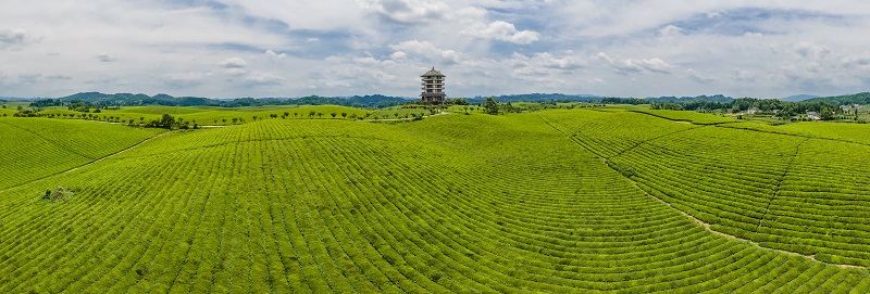 湄潭万亩茶海。盛亚亿 摄