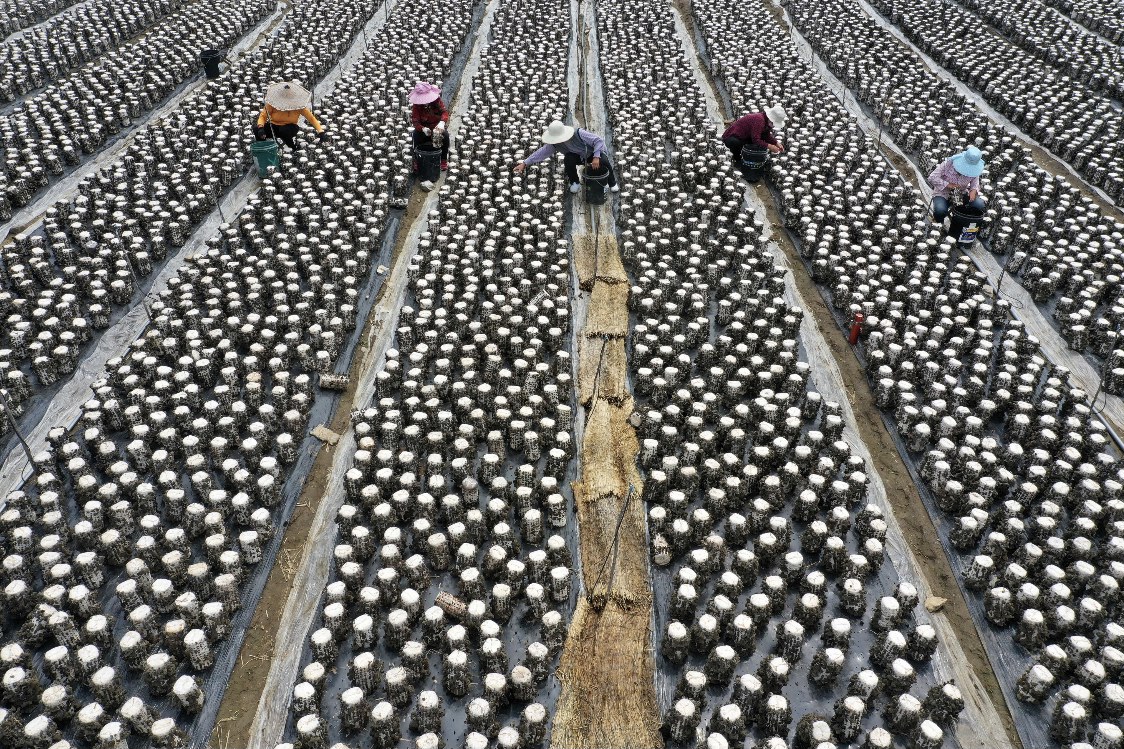 秸秆栽培食用菌 变废为宝促增收
