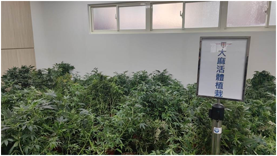 警方查获的大麻活体植株。图自台湾“中时新闻网”