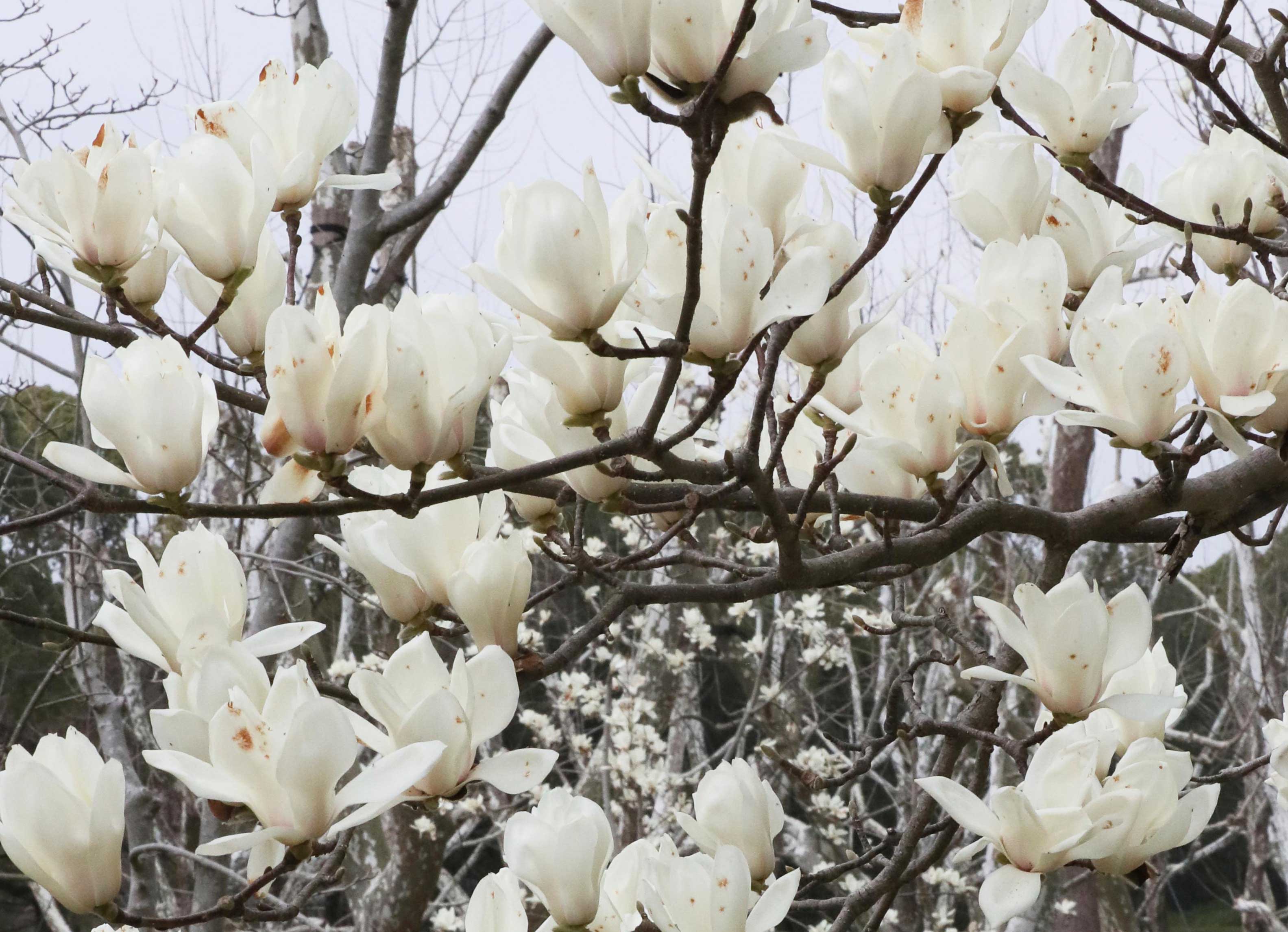 香气扑鼻!日本大阪木兰花盛开