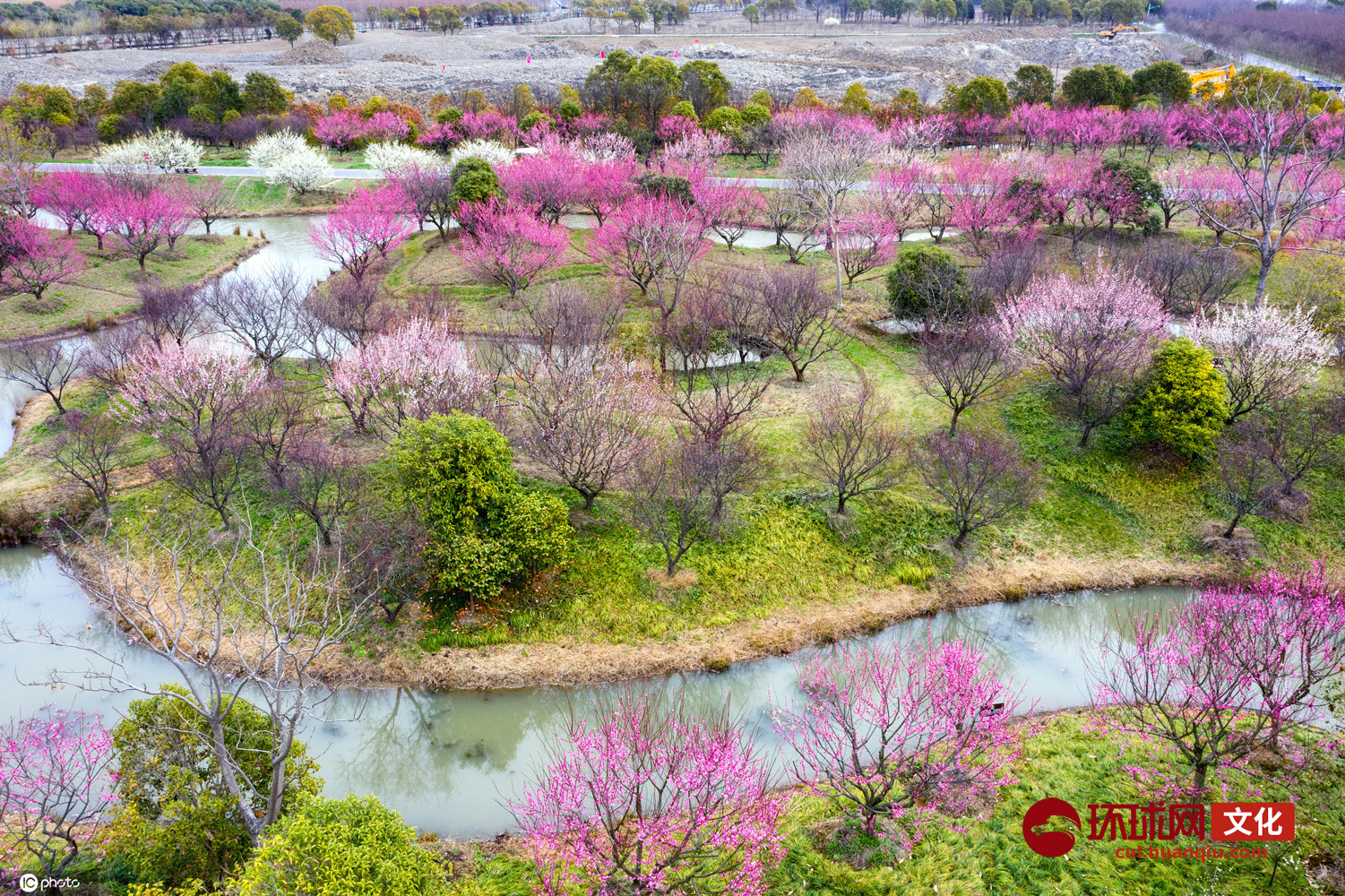 海上花开生态园梅花图片