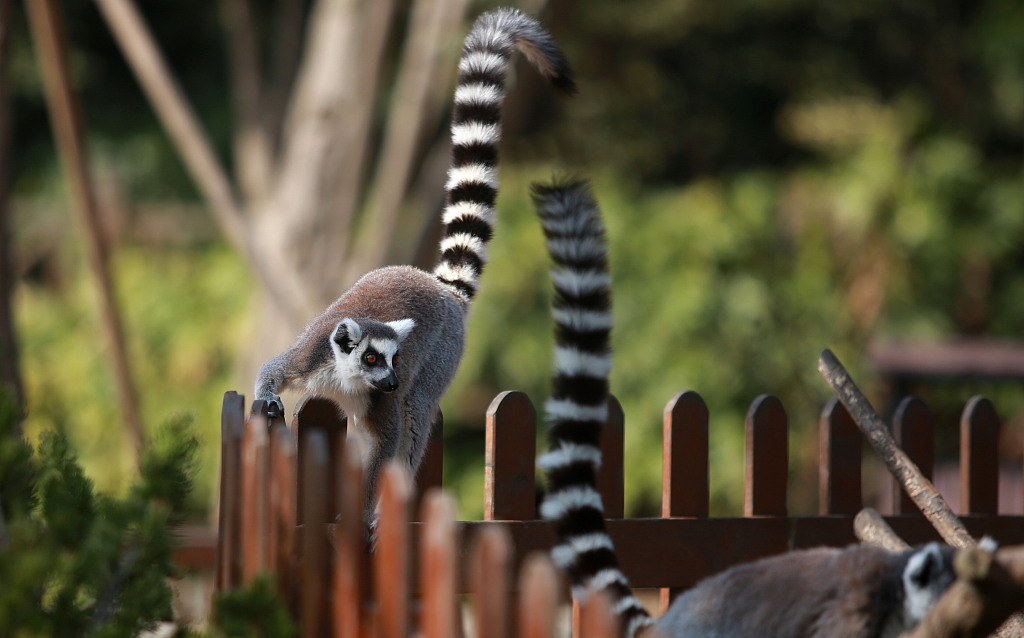 江苏扬州阳光明媚动物尽享日光浴