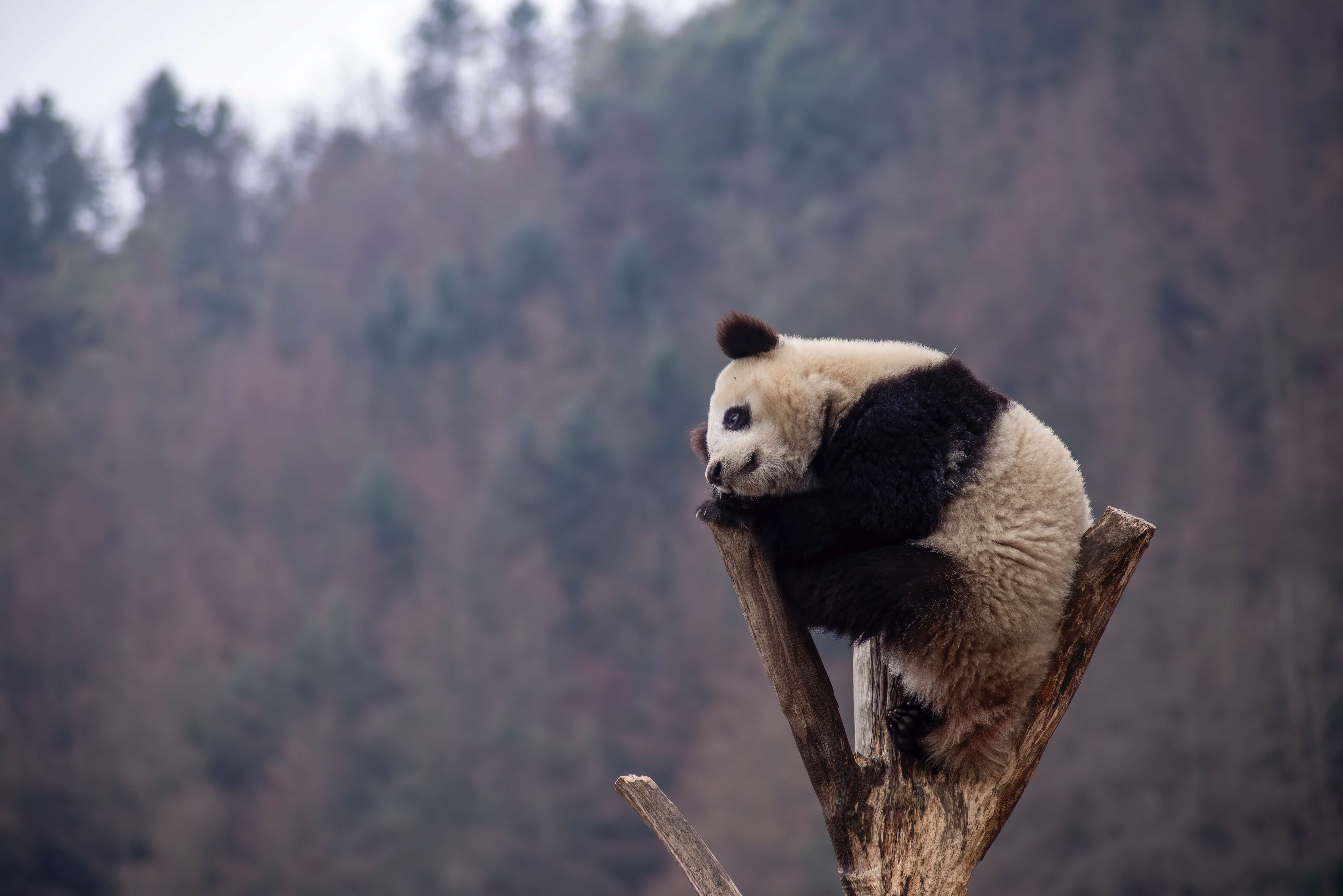 探访中国保护大熊猫研究中心呆萌国宝乐享春日暖阳