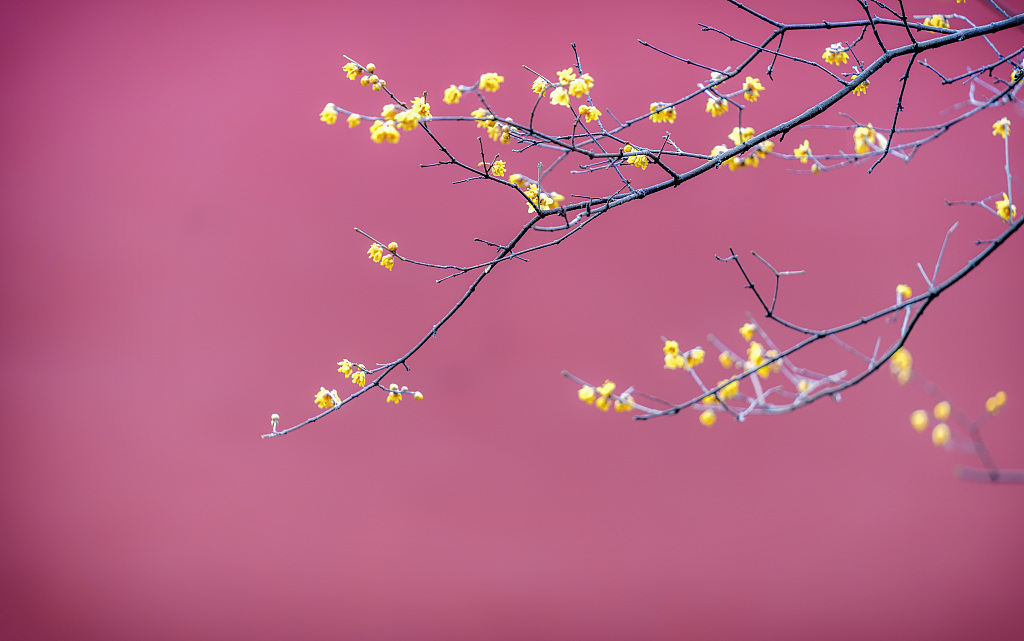 南京:明孝陵腊梅花开 美不胜收