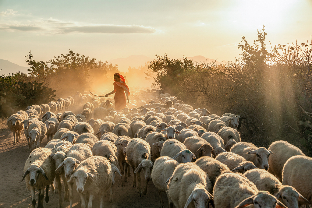 越南浩瀚羊群踏起飞扬尘土阳光辉映宛如油画大片儿