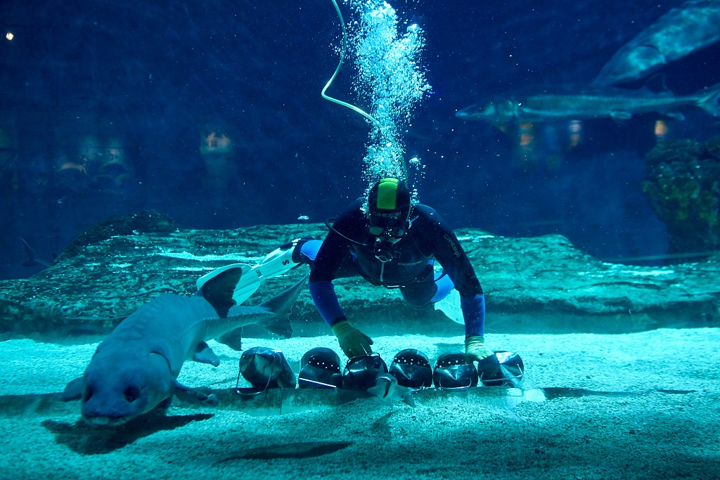 北京海洋馆投喂中华鲟明星栏目海洋吃货养成记面向公众开启