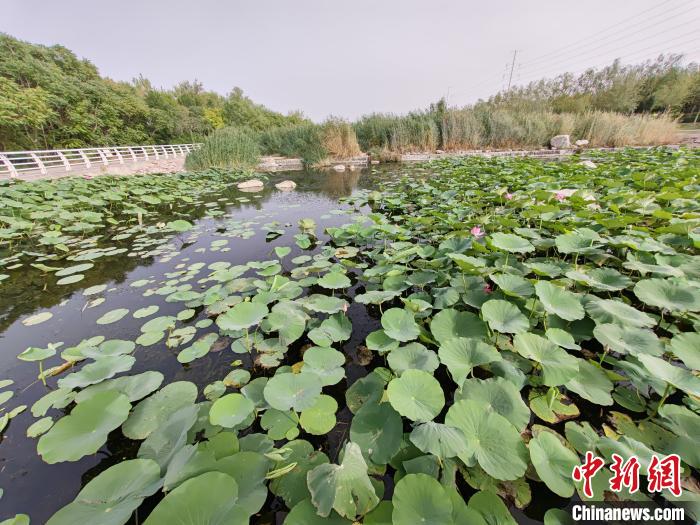 新疆库尔勒市杜鹃河湿地公园已种植万余株乔木灌木及大量的水生植物,河道及周边3000多亩土地的生态环境得到了全面改善,新的绿色生态走廊正在形成。(中新网记者 王小军 摄)