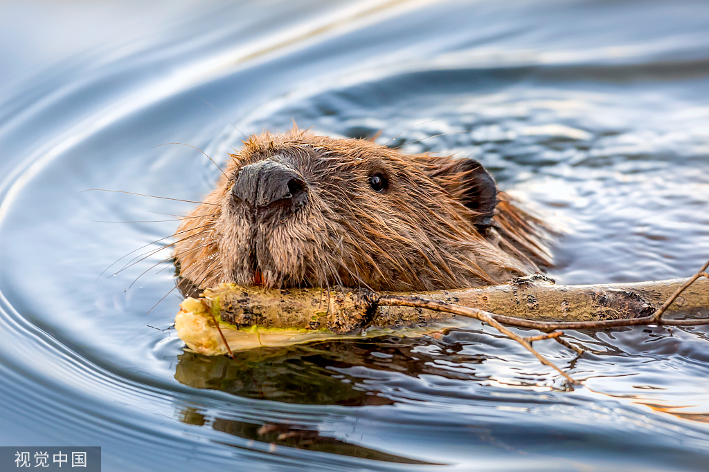 河狸。资料图