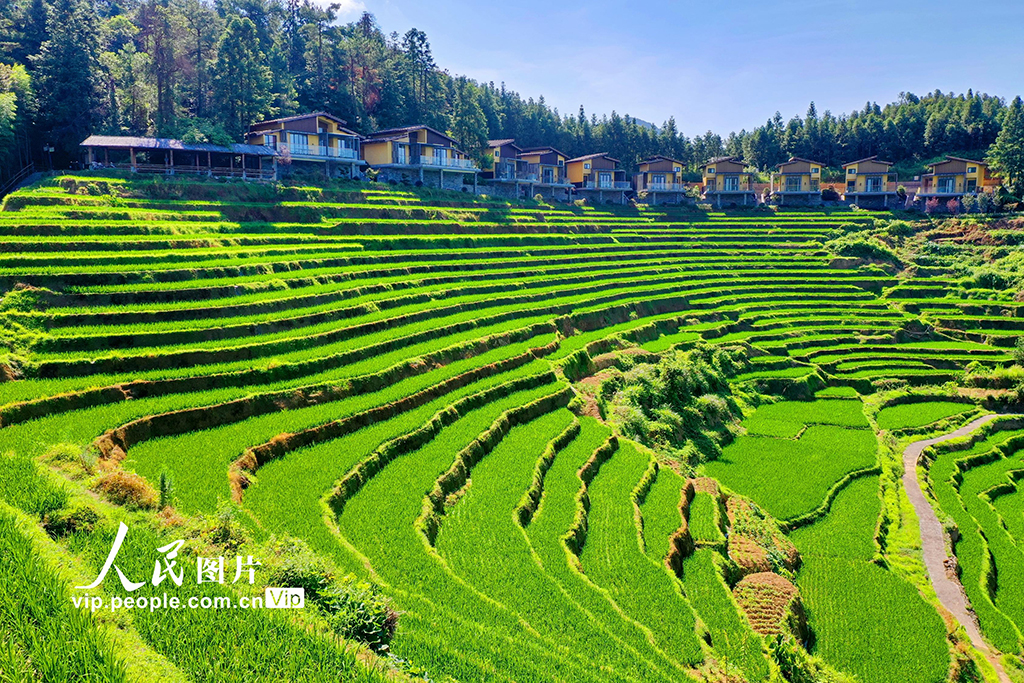 江西崇义:初秋梯田景如画