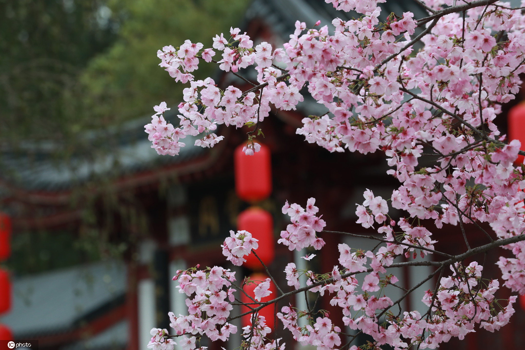 武汉东湖磨山樱园樱花盛开美景（图片来源：东方IC）