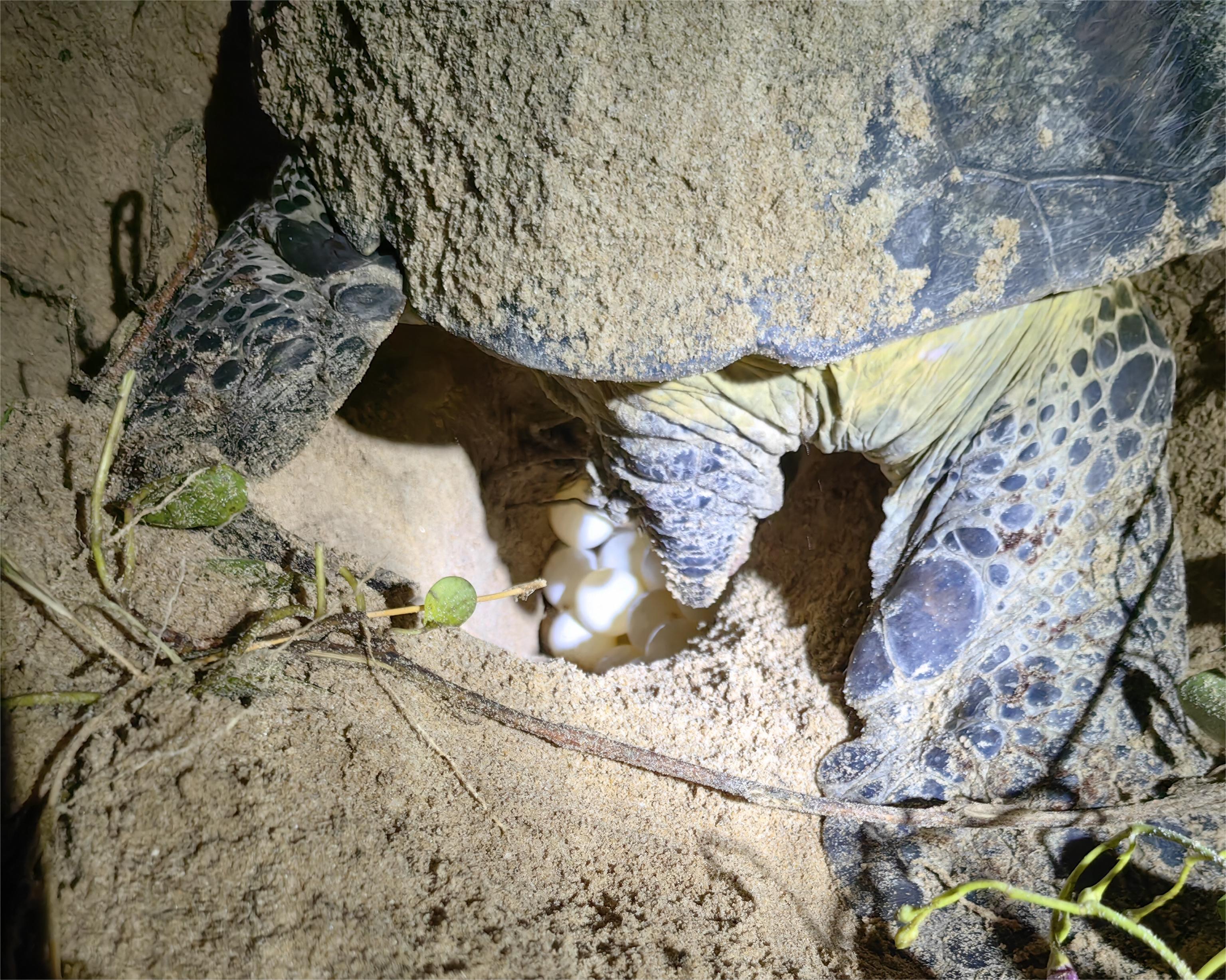 野生成年母海龟正在产卵广东惠东海龟国家级自然保护区供图