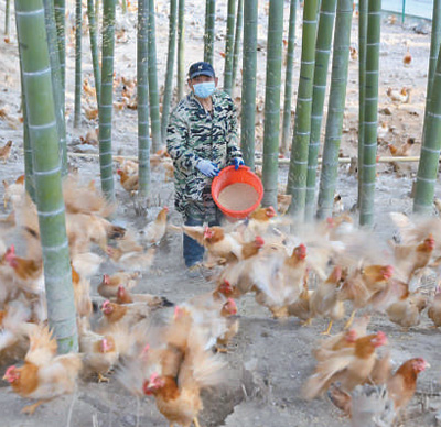 安吉县利用良好生态优势发展林下养殖。图为农户正给竹林鸡喂食。夏鹏飞摄