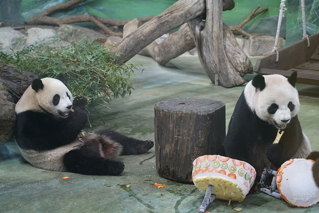 资料图：大熊猫团团和圆圆。图片来源：视觉中国