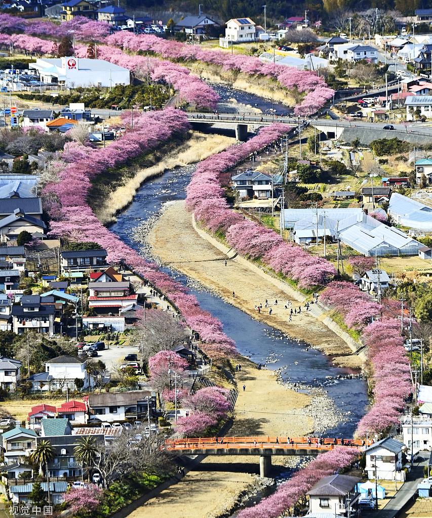 当地时间2022年2月28日,日本静冈县河津樱花绽放,航拍视角下两岸边枝