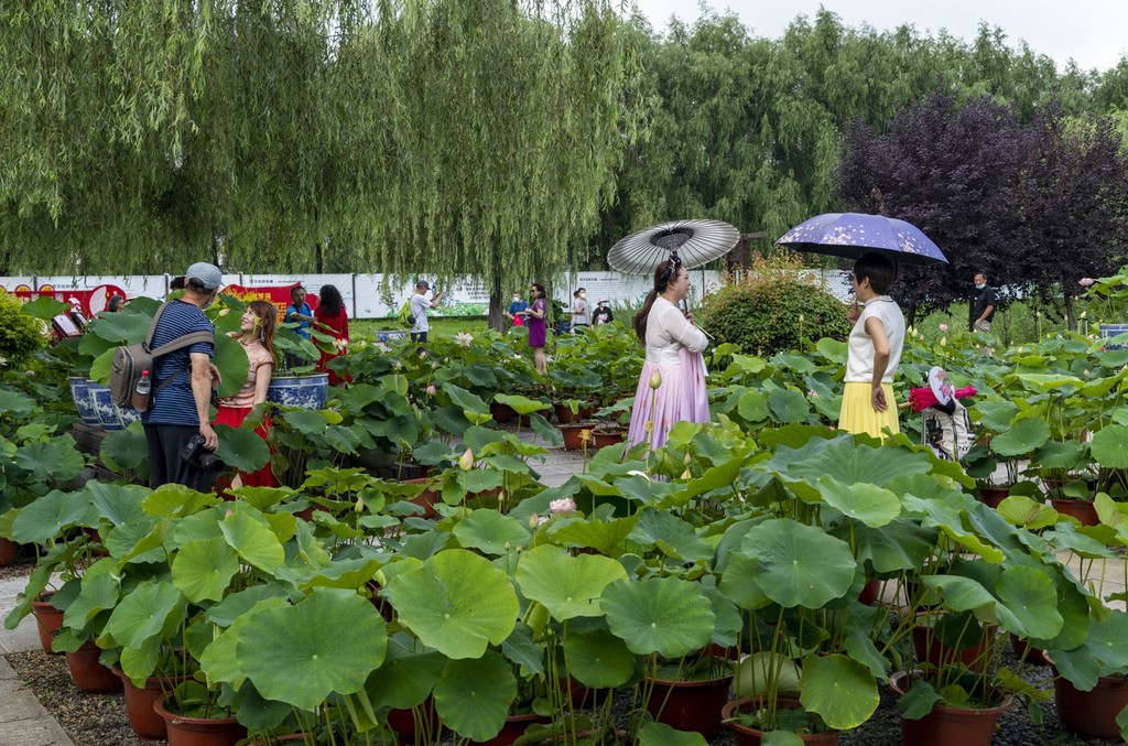 遼寧鐵嶺蓮花湖溼地公園荷花盛開吸引遊人觀賞