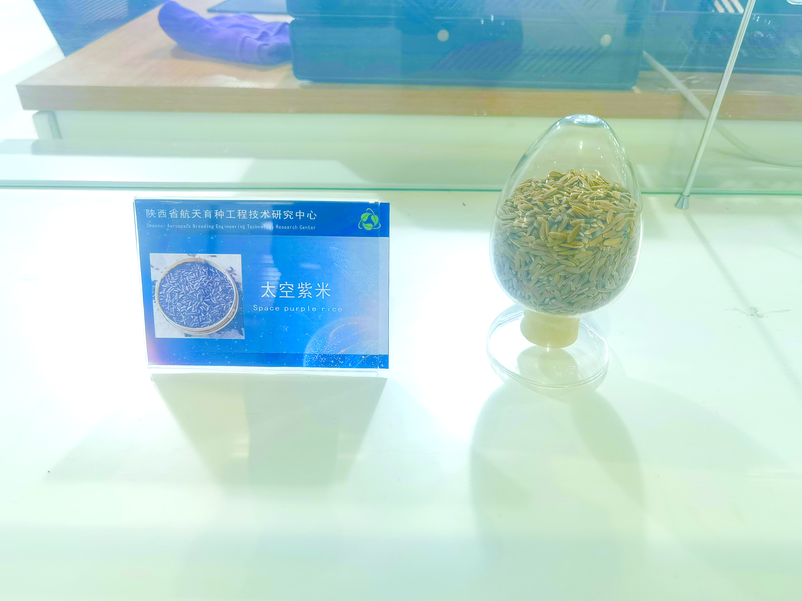 探秘航天育种基地：“太空蔬菜”如何诞生