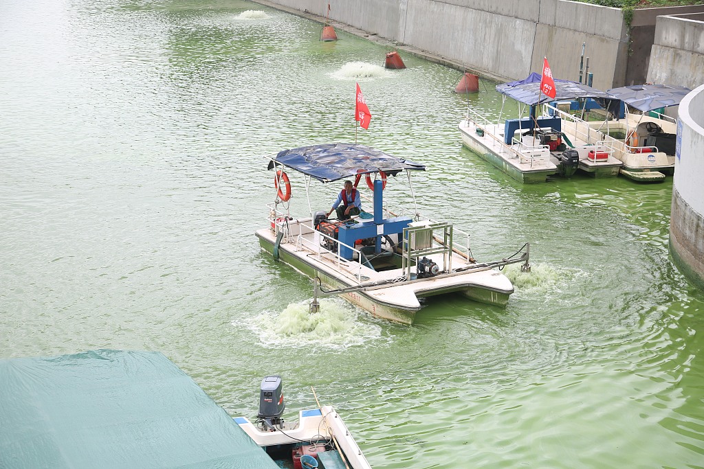 江苏常州工作人员打捞蓝藻改善太湖水环境