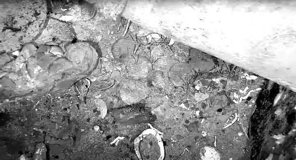 目前发掘的圣何塞号上的文物