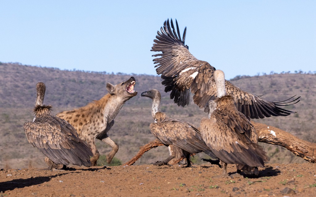 豺狼vs秃鹫南非摄影师抓拍双方紧张时刻