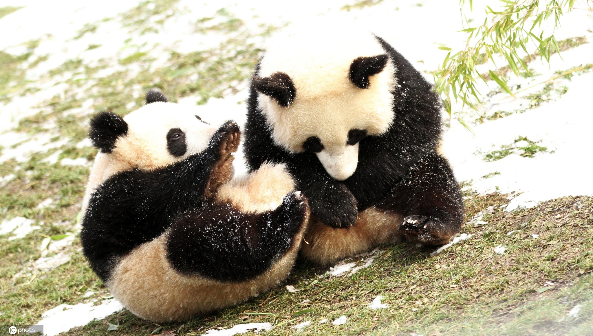 七周岁啦！全球唯一的熊猫三胞胎已长大“成人”__财经头条