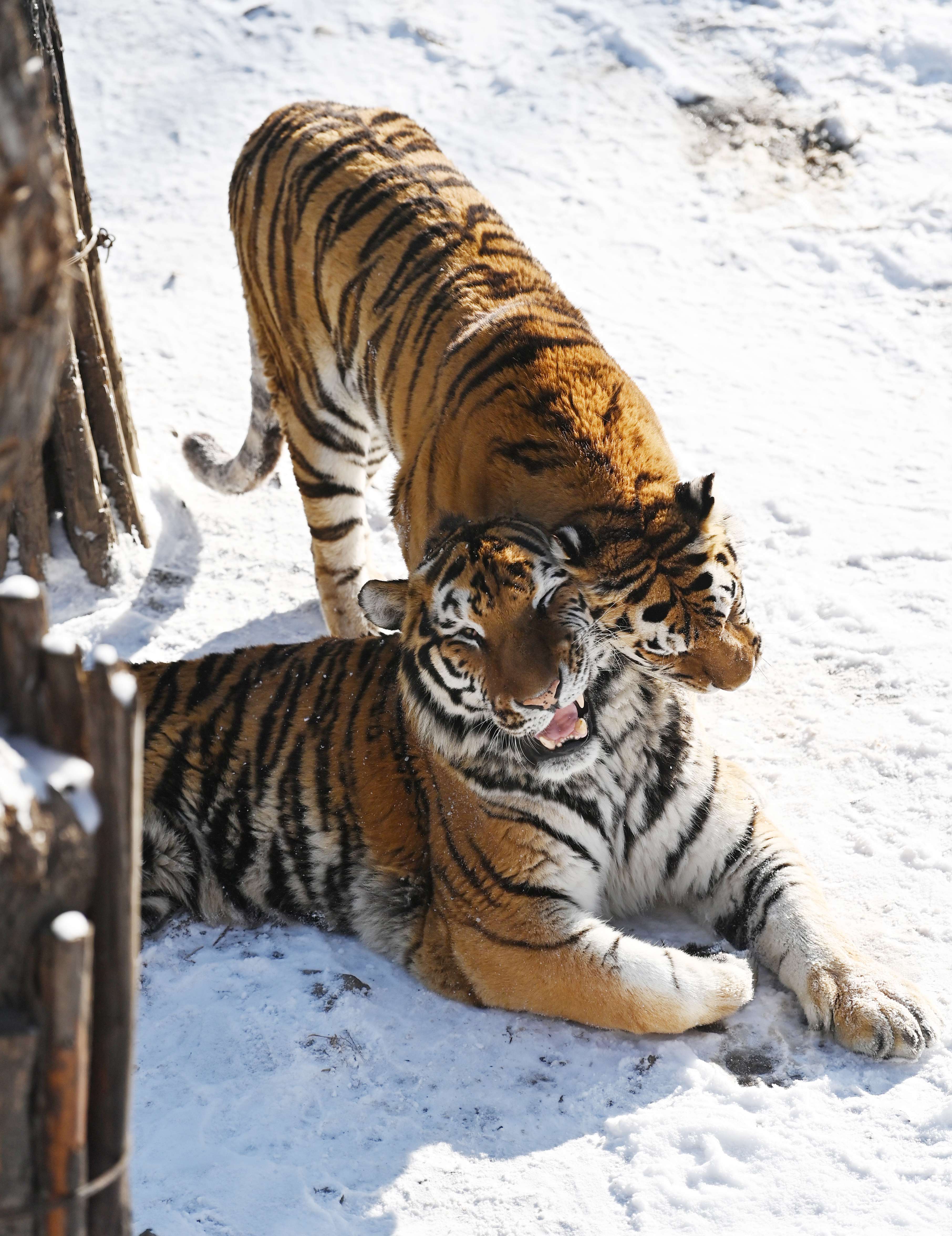 东北虎图片雪景图片