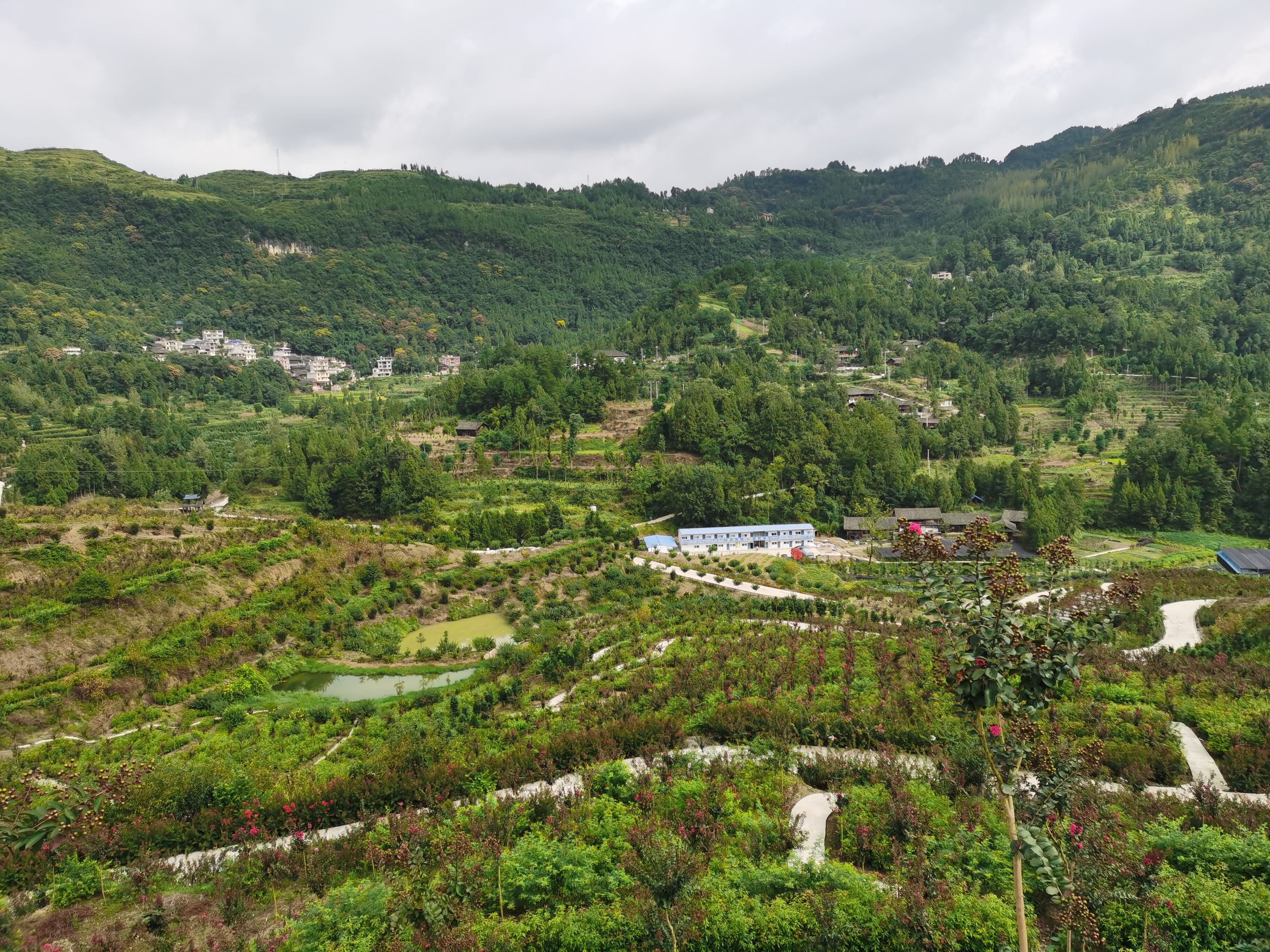 石阡县的花卉苗木基地尤为难得的是,贵州的林木种苗工作始终紧扣该省