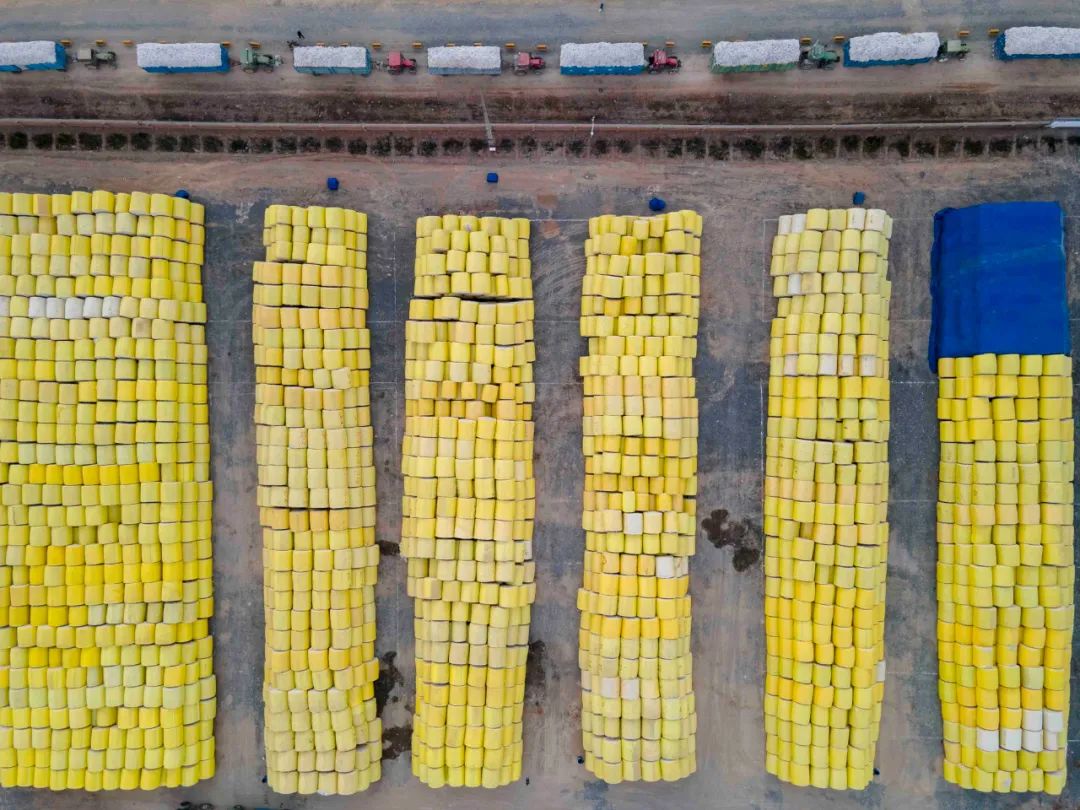 遍地金蛋新疆棉收购现场太舒适了