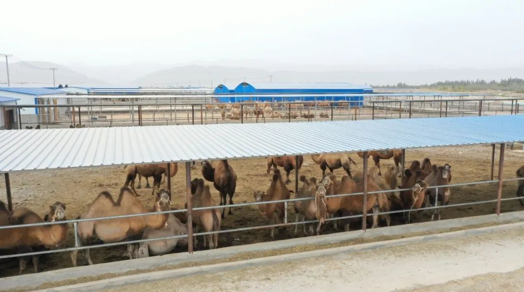 柯坪县万驼园养殖基地（一期）项目内饲养的骆驼 （柯坪县融媒体中心供图）