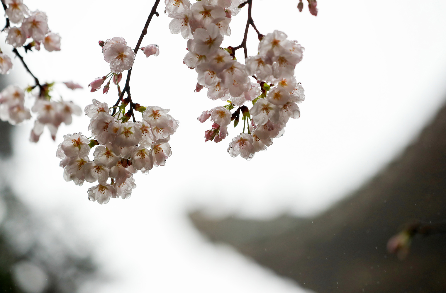 武汉大学樱花盛开美景（图片来源：东方IC）