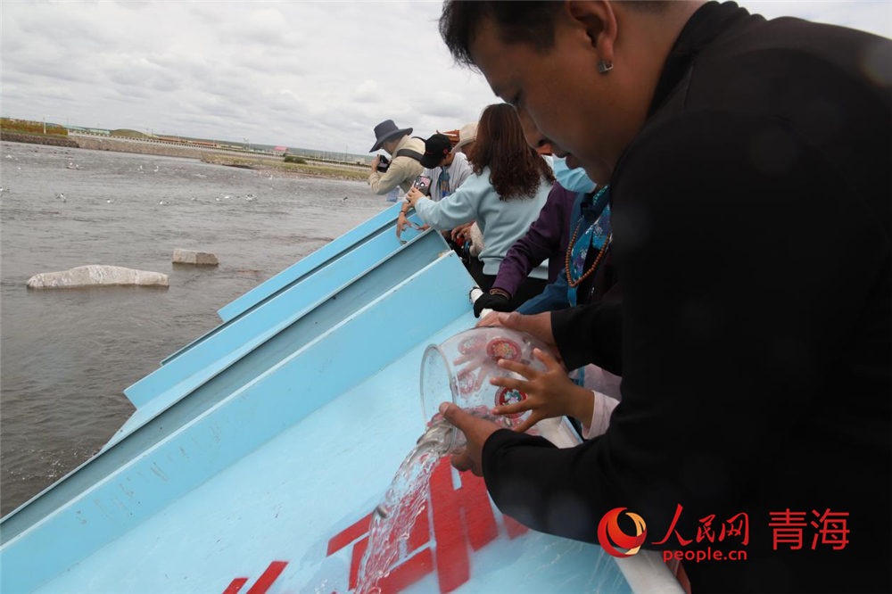 放流青海湖裸鲤。人民网 陈明菊摄